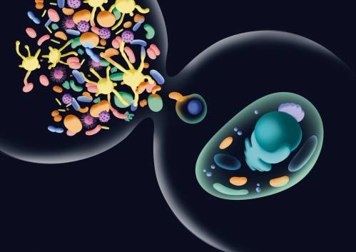 ilustración ecosistema bacteriano