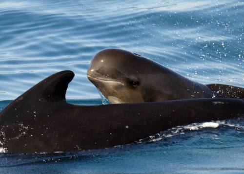 Ballenas piloto
