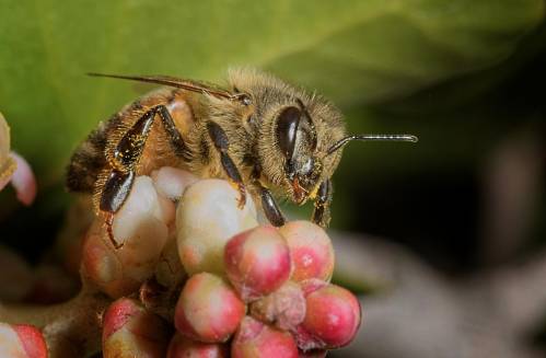 Abeja recolectando alimento