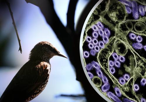 virus de la gripe aviar