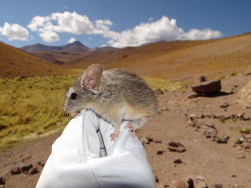 ratón de oreja de hoja