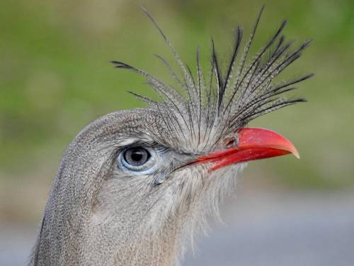 pájaro ruidoso