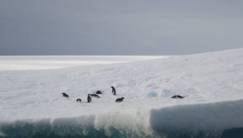 pingüinos