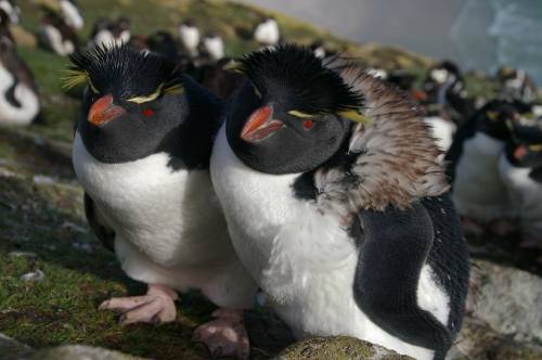 pingüinos
