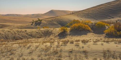 Un desierto con escasa vegetación