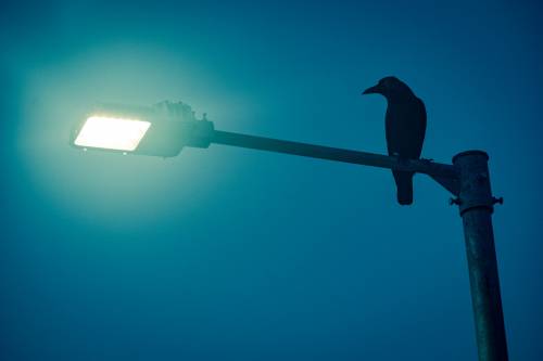 La contaminación lumínica, como las farolas, causa que las aves canten 50 minutos más al día. / Unsplash