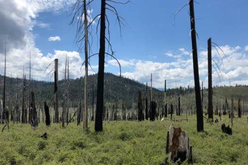 Zona de bosque que sufrió un incendio de alta intensidad. Los árboles maduros están carbonizados desde la raíz hasta la punta por el incendio Moonlight de 2007. / Jacob Levine