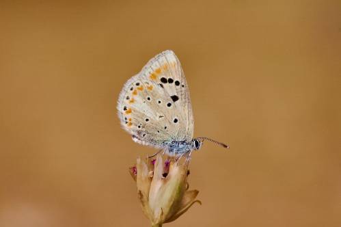 mariposa