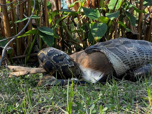 Esta pitón birmana de 4,5 metros de largo se traga un ciervo de 77 kilos