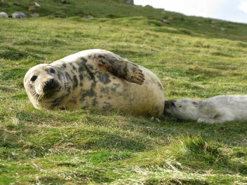 Foca gris amamantando a una cría en la Isla de May, Escocia. / Patrick Pomeroy