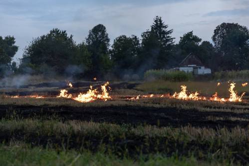 incendio en un bosque