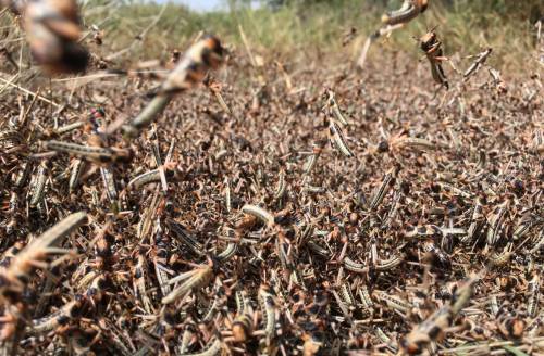 plaga de langostas