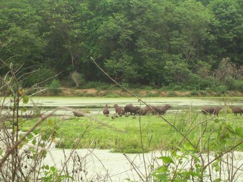 Reserva Ecológica do Guapiaçu (REGUA)