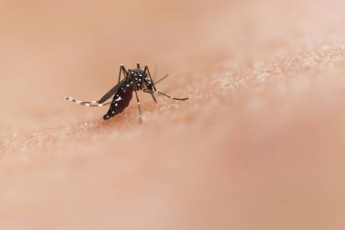 mosquito Aedes