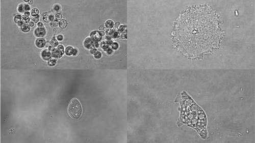 La vida conserva un lenguaje común para activar los genes, pero no para silenciarlos