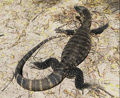 El lagarto gigante australiano caminando