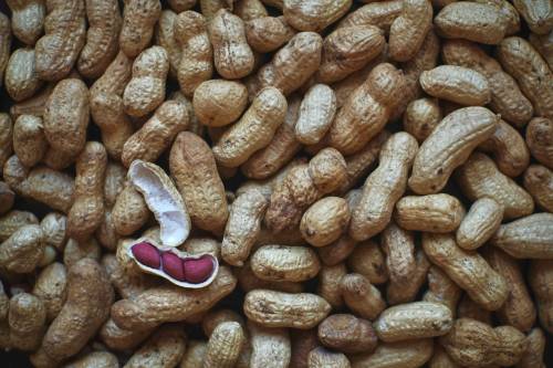 alergia, cacahuetes, microbiota, saliva, bacteria