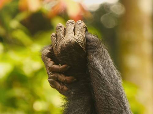 Dos bonobos hembras se toman de la mano durante el acicalamiento