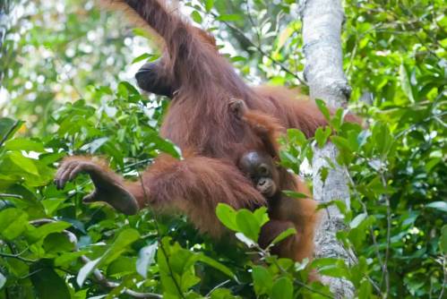 Una cría de orangután de cuatro años es transportada por su madre durante un desplazamiento.