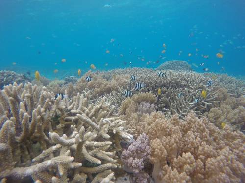 Foto de un coral blanqueado por el calor. 