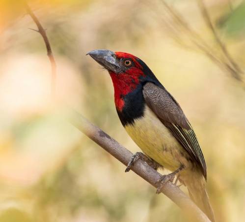 Imagen de un barbudo acollarado (Lybius torquatus)
