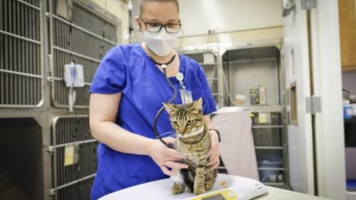 Leo, uno de los gatos con PIF que participó en el estudio. / Facultad de Medicina Veterinaria de la UC Davis
