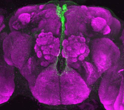 Neuronas productoras de insulina en Drosophila subobscura. / Tanaka et al