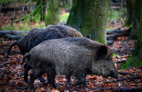 Los análisis descartan que el virus de la peste porcina africana saliera del laboratorio cercano. / Pixabay