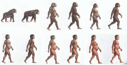 Las seis etapas de la evolución de los homininos utilizadas en el modelo: 