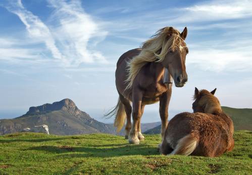 caballos