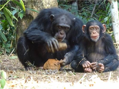 Una chimpancé hembra adulta parte una nuez junto a su hijo pequeño