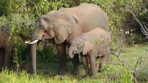 Madre elefante junto a su cría en el Parque Nacional Monte Elgon