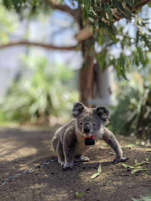 Koala salvaje