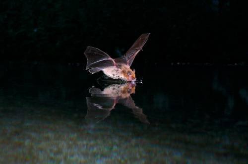 El murciélago de Kuhl es una especie que pesa solo seis gramos