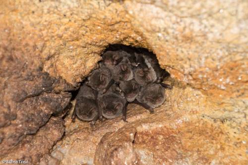 murciélagos de cueva, plaga