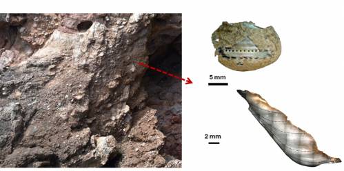 ejemplar de caracolillo Phorcus turbinatus