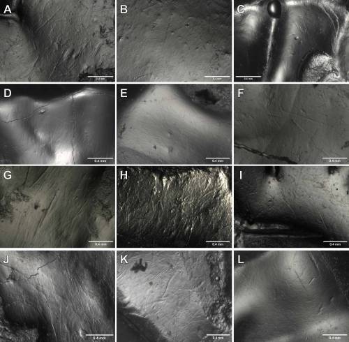 Imágenes de las superfície de esmalte de algunos dientes seleccionados de Ursus spelaeus