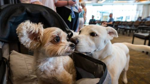 dos razas de perros