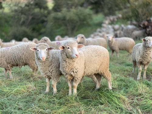 El estudio mostró que los humanos influyeron en la evolución del tamaño de animales domésticos y salvajes. / Unsplash
