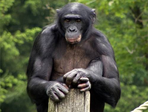 bonobo