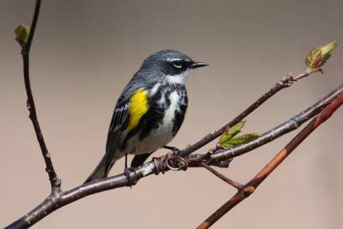 Reinita coronada Setophaga coronata