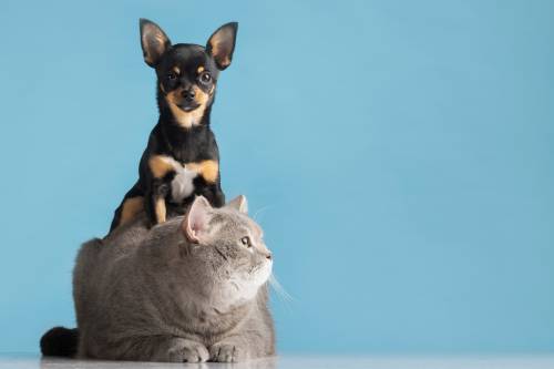 perro y gato