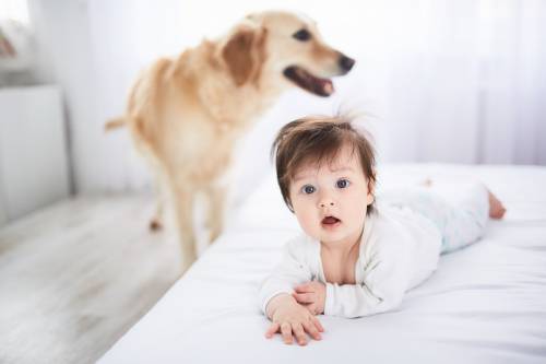 un bebé y un perro en la habitación