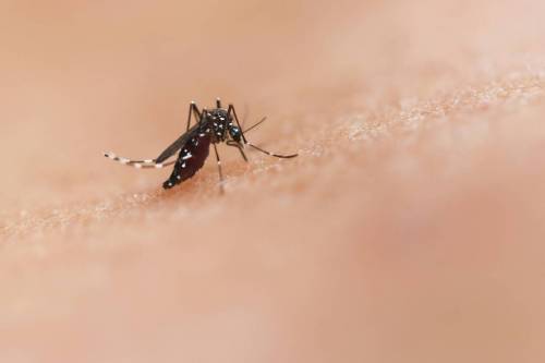 mosquito, virus, transmisión