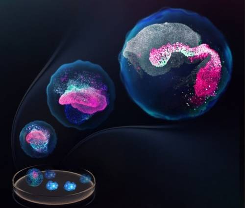 Las diferentes etapas del embrión reproducidas en el estudio