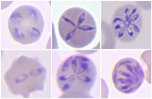 morfología de diversas etapas características del desarrollo de 'Babesia hegotelforum'