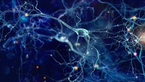 excitabilidad de las neuronas, cerebro