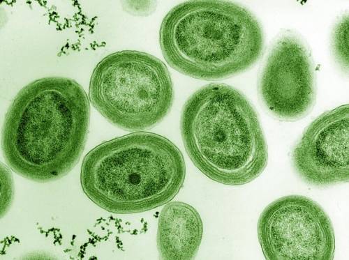 Prochlorococcus marinus. 