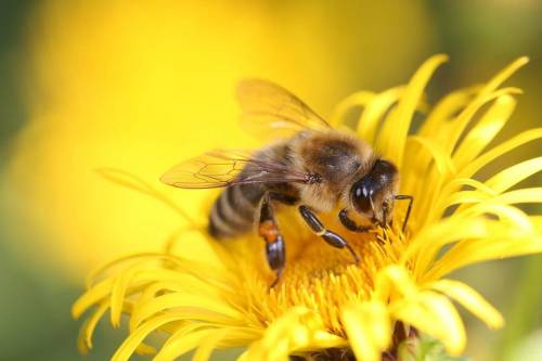 Abeja