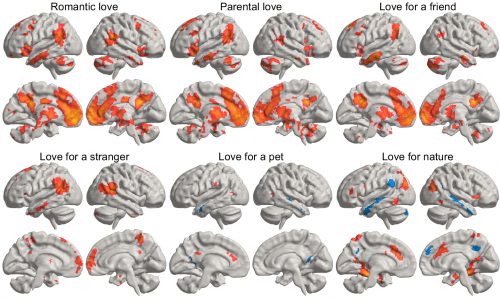 La imagen representa una media estadística de cómo los distintos tipos de amor iluminan diferentes regiones del cerebro